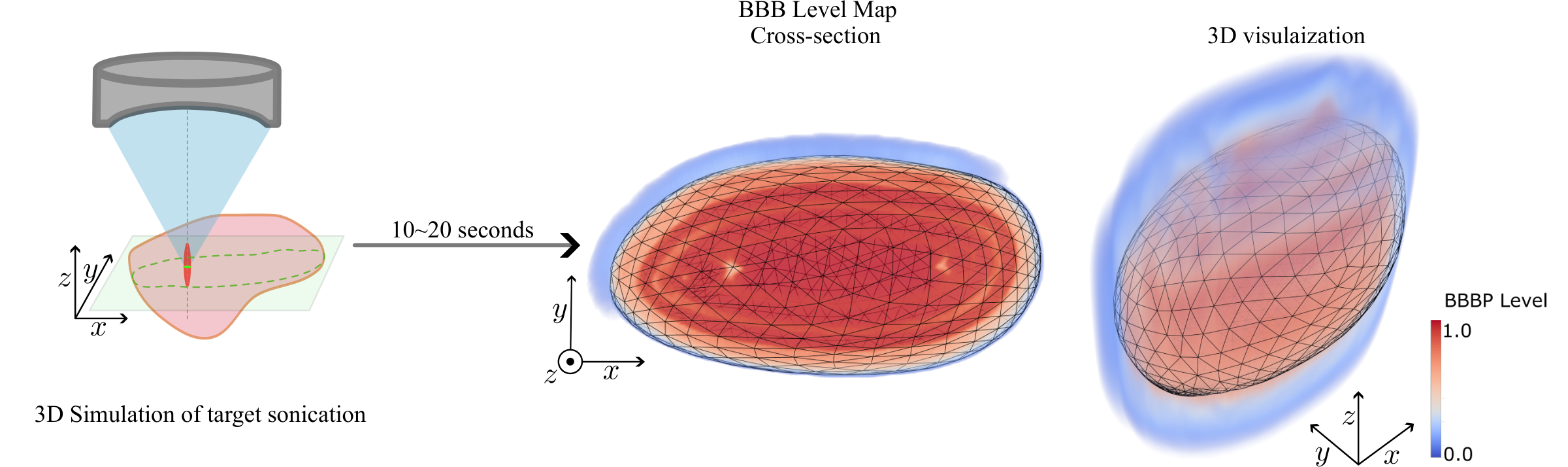 A transducer focusing on a target slice, an arrow labeled 10 to 20 seconds, then the simulated permeabilization level map in cross-section and in 3-D over the target mesh.